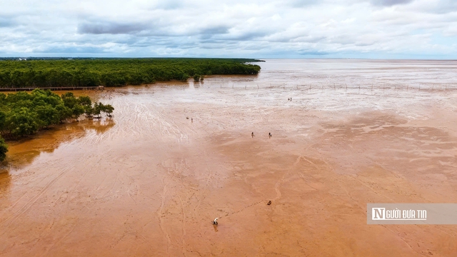 Độc đ&aacute;o nghề &ldquo;chạy mong&rdquo; tr&ecirc;n b&atilde;i bồi ven biển Mỏ &Oacute;- Ảnh 1.