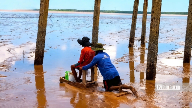 Độc đ&aacute;o nghề &ldquo;chạy mong&rdquo; tr&ecirc;n b&atilde;i bồi ven biển Mỏ &Oacute;- Ảnh 6.