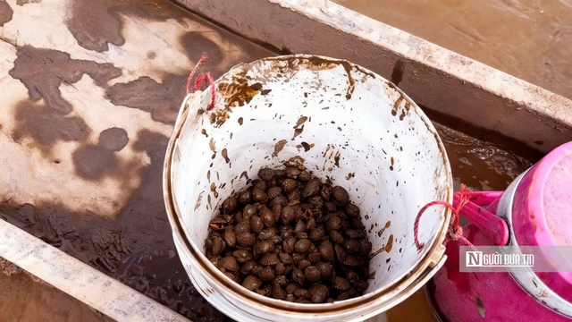 Độc đ&aacute;o nghề &ldquo;chạy mong&rdquo; tr&ecirc;n b&atilde;i bồi ven biển Mỏ &Oacute;- Ảnh 11.