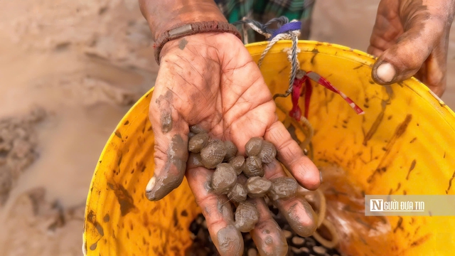 Độc đ&aacute;o nghề &ldquo;chạy mong&rdquo; tr&ecirc;n b&atilde;i bồi ven biển Mỏ &Oacute;- Ảnh 12.
