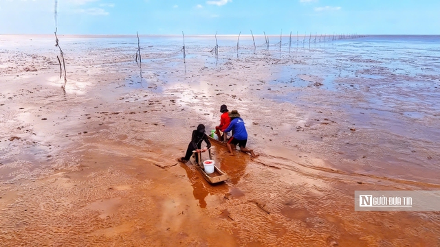 Độc đ&aacute;o nghề &ldquo;chạy mong&rdquo; tr&ecirc;n b&atilde;i bồi ven biển Mỏ &Oacute;- Ảnh 13.