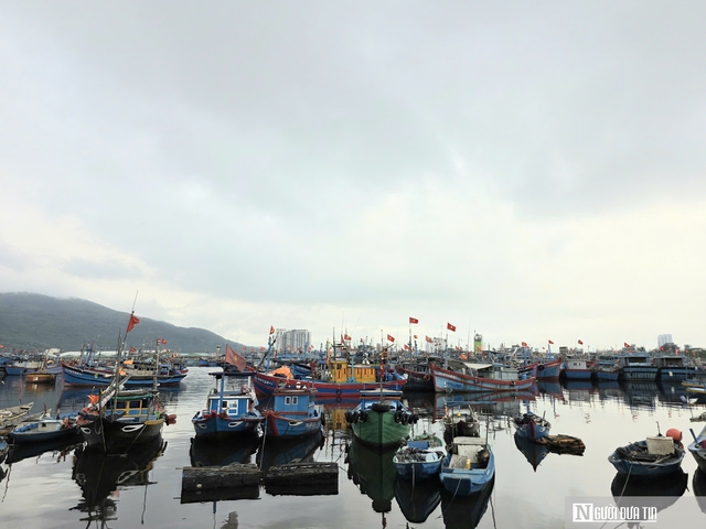 Dầu tăng gi&aacute;, ngư d&acirc;n neo bờ chưa d&aacute;m vươn khơi v&igrave; lo thua lỗ- Ảnh 5.