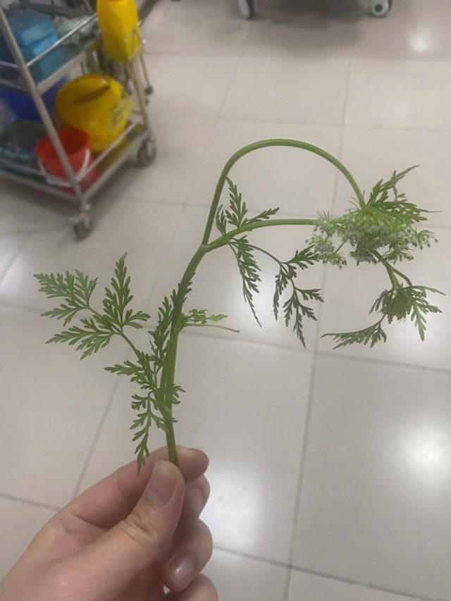 H&aacute;i rau cần dại về ăn, 3 người bỗng buồn n&ocirc;n, kh&oacute; thở nguy kịch - Ảnh 1.