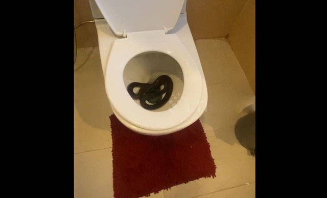 Người phụ nữ sốc nặng khi thấy cảnh tượng trong bồn cầu - Ảnh 1.