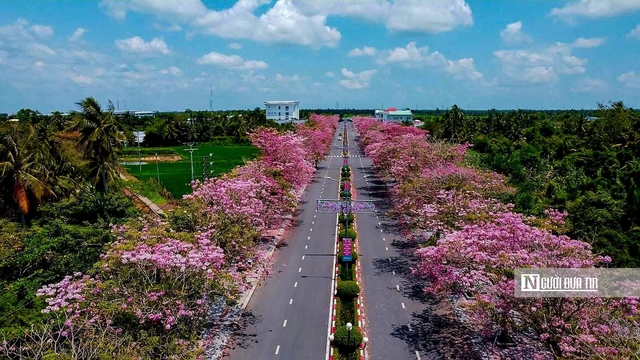 Cận cảnh con đường hoa k&egrave;n hồng đang &ldquo;g&acirc;y sốt&rdquo; ở Cần Thơ- Ảnh 2.