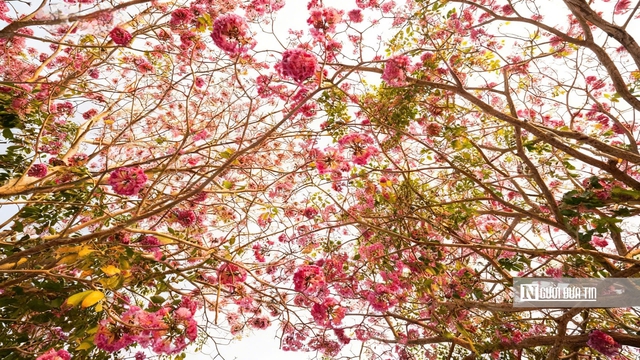 Cận cảnh con đường hoa k&egrave;n hồng đang &ldquo;g&acirc;y sốt&rdquo; ở Cần Thơ- Ảnh 4.