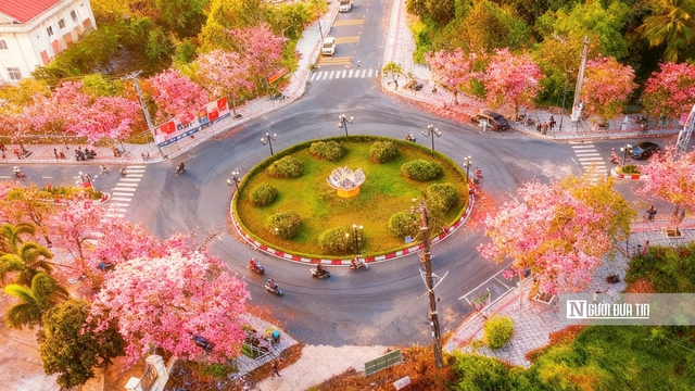 Cận cảnh con đường hoa k&egrave;n hồng đang &ldquo;g&acirc;y sốt&rdquo; ở Cần Thơ- Ảnh 6.