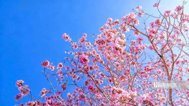 Cận cảnh con đường hoa k&egrave;n hồng đang &ldquo;g&acirc;y sốt&rdquo; ở Cần Thơ- Ảnh 9.