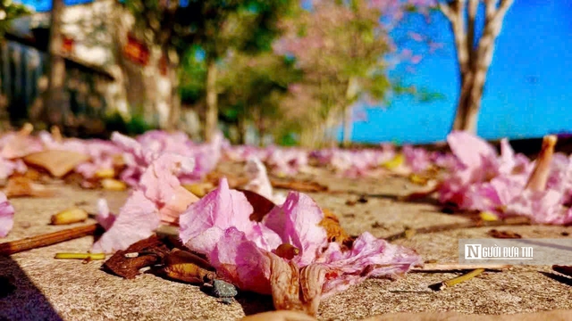 Cận cảnh con đường hoa k&egrave;n hồng đang &ldquo;g&acirc;y sốt&rdquo; ở Cần Thơ- Ảnh 10.