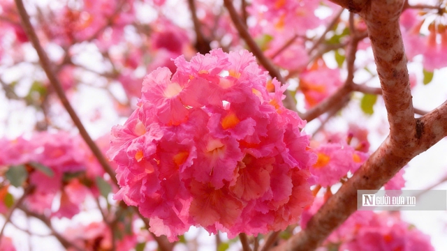 Cận cảnh con đường hoa k&egrave;n hồng đang &ldquo;g&acirc;y sốt&rdquo; ở Cần Thơ- Ảnh 11.