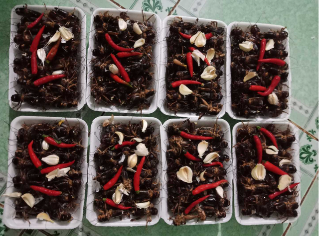 Con đặc sản &ldquo;xấu x&iacute;&rdquo; xưa kh&ocirc;ng ai ng&oacute;, nay th&agrave;nh đặc sản T&acirc;y Bắc lạ miệng, d&acirc;n nhậu m&ecirc; t&iacute;t săn l&ugrave;ng - Ảnh 9.