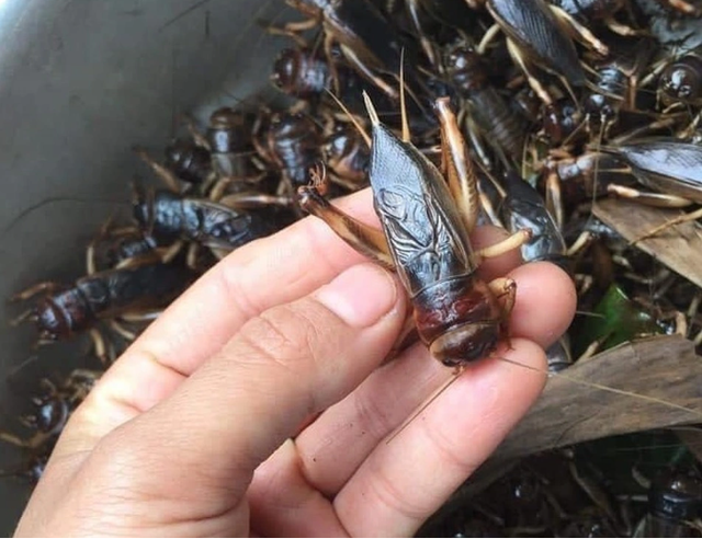 Con đặc sản &ldquo;xấu x&iacute;&rdquo; xưa kh&ocirc;ng ai ng&oacute;, nay th&agrave;nh đặc sản T&acirc;y Bắc lạ miệng, d&acirc;n nhậu m&ecirc; t&iacute;t săn l&ugrave;ng - Ảnh 2.