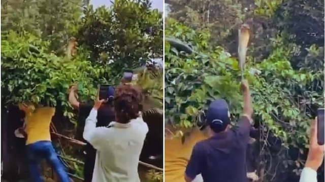 Bắt sống rắn hổ mang ch&uacute;a khổng lồ ẩn nấp tr&ecirc;n ngọn c&acirc;y- Ảnh 1.