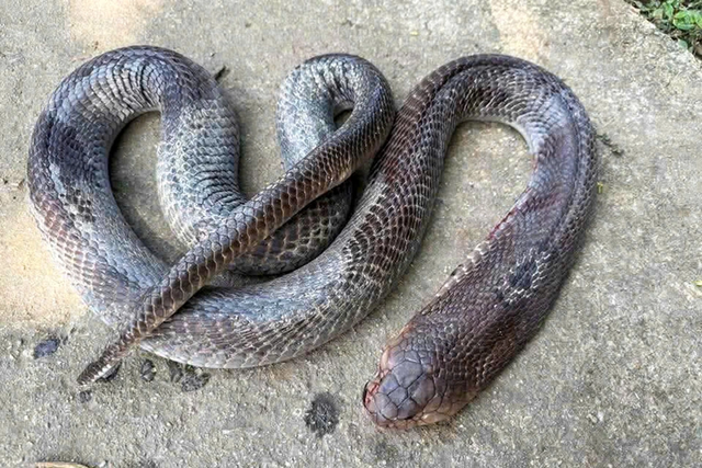 Bị rắn cắn, cụ &ocirc;ng 79 tuổi mang cả con rắn "khủng" đến bệnh viện - Ảnh 2.