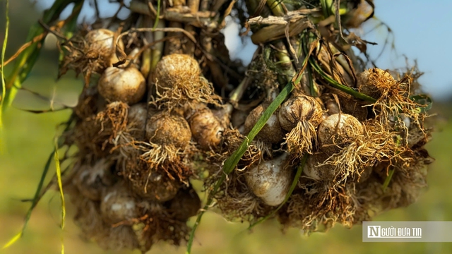 Tỏi L&yacute; Sơn được m&ugrave;a nhưng rớt gi&aacute;, n&ocirc;ng d&acirc;n lo đầu ra- Ảnh 4.