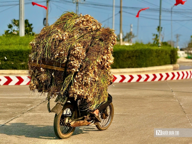 Tỏi L&yacute; Sơn được m&ugrave;a nhưng rớt gi&aacute;, n&ocirc;ng d&acirc;n lo đầu ra- Ảnh 5.