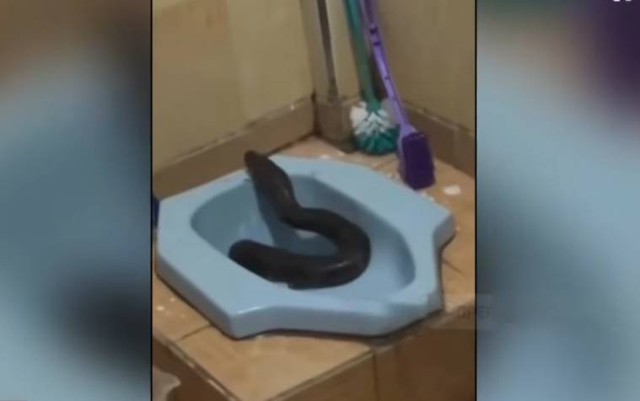 Người d&acirc;n sợ h&atilde;i khi thấy thứ đ&aacute;ng sợ chui ra khỏi bồn cầu - Ảnh 1.