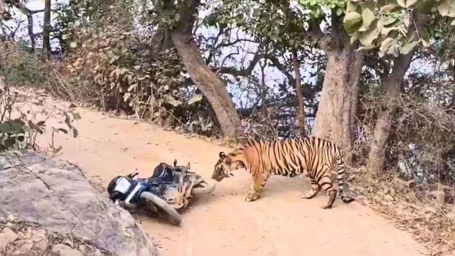 Nhân viên kiểm lâm chạm trán hổ dữ ở giữa đường và cái kết - Ảnh 1.