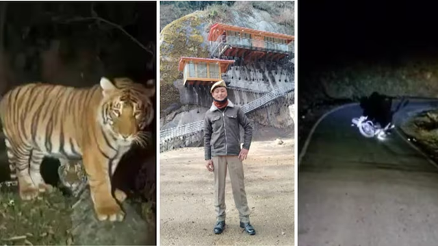 Đang l&aacute;i xe m&aacute;y, người đ&agrave;n &ocirc;ng bị hổ dữ vồ tử vong - Ảnh 1.