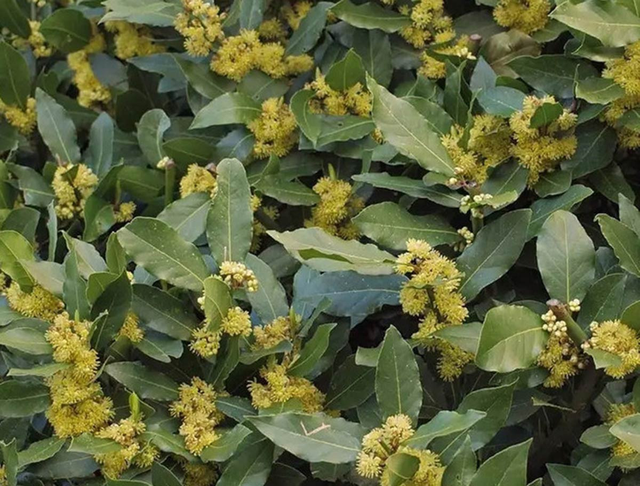 Loại l&aacute; d&acirc;n d&atilde; của Việt Nam xưa rụng đầy gốc, nay trời T&acirc;y b&aacute;n gi&aacute; 2 triệu đồng/kg - Ảnh 1.