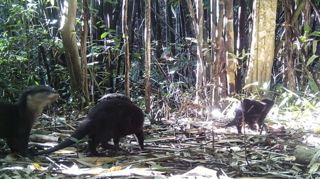 Lo&agrave;i vật qu&yacute; hiếm bậc nhất bất ngờ "t&aacute;i xuất" ở nơi đặc biệt - Ảnh 1.