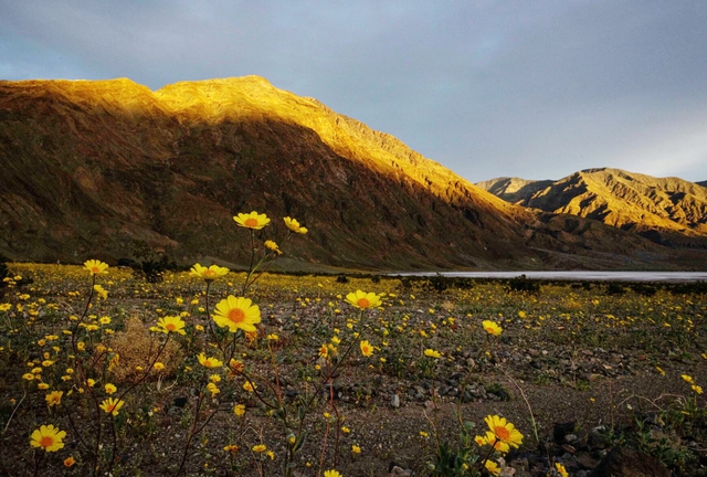 Thung lũng Chết "ngủ y&ecirc;n", sau 10 năm lại kho&aacute;c l&ecirc;n m&igrave;nh tấm &aacute;o hoa rực rỡ - Ảnh 3.
