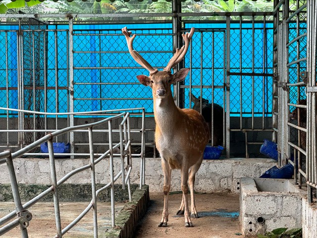 Ch&igrave;a kh&oacute;a tho&aacute;t ngh&egrave;o từ nghề nu&ocirc;i con nhiều đốm, &ldquo;b&aacute;n lộc&rdquo; kiếm tiền tỷ ở H&agrave; Tĩnh - Ảnh 5.