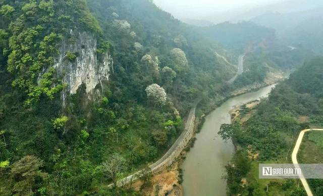 Chi&ecirc;m ngưỡng lo&agrave;i c&acirc;y nở hoa phủ trắng n&uacute;i rừng xứ Thanh- Ảnh 1.