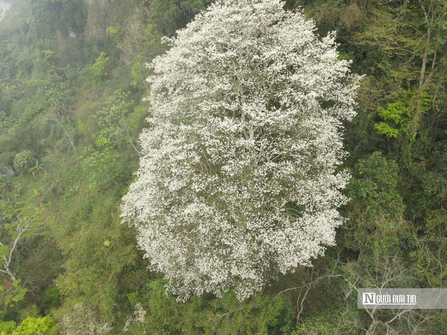 Chi&ecirc;m ngưỡng lo&agrave;i c&acirc;y nở hoa phủ trắng n&uacute;i rừng xứ Thanh- Ảnh 3.