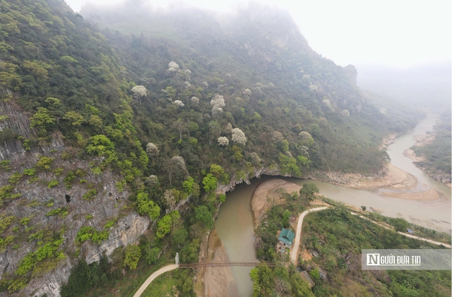 Chi&ecirc;m ngưỡng lo&agrave;i c&acirc;y nở hoa phủ trắng n&uacute;i rừng xứ Thanh- Ảnh 4.