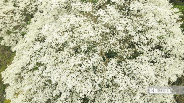 Chi&ecirc;m ngưỡng lo&agrave;i c&acirc;y nở hoa phủ trắng n&uacute;i rừng xứ Thanh- Ảnh 8.