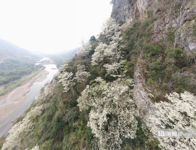 Chi&ecirc;m ngưỡng lo&agrave;i c&acirc;y nở hoa phủ trắng n&uacute;i rừng xứ Thanh- Ảnh 5.