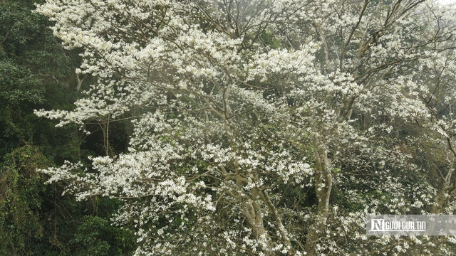 Chi&ecirc;m ngưỡng lo&agrave;i c&acirc;y nở hoa phủ trắng n&uacute;i rừng xứ Thanh- Ảnh 7.