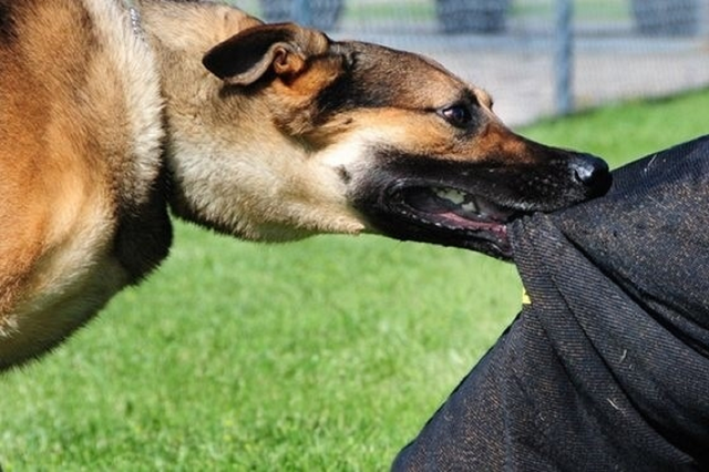 H&agrave; Nội tăng cường gi&aacute;m s&aacute;t bệnh dại - Ảnh 1.