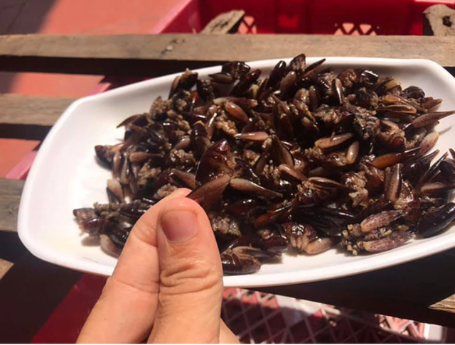 Con "c&ugrave;ng đống" xưa kh&ocirc;ng ai ng&oacute;, nay th&agrave;nh đặc sản T&acirc;y Bắc đắt đỏ, được d&acirc;n nhậu m&ecirc; t&iacute;t- Ảnh 6.