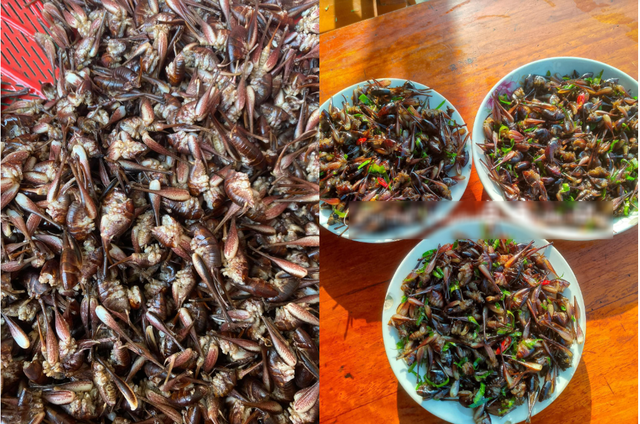 Con "c&ugrave;ng đống" xưa kh&ocirc;ng ai ng&oacute;, nay th&agrave;nh đặc sản T&acirc;y Bắc đắt đỏ, được d&acirc;n nhậu m&ecirc; t&iacute;t- Ảnh 3.