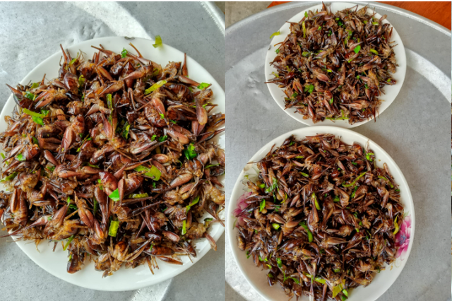 Con "c&ugrave;ng đống" xưa kh&ocirc;ng ai ng&oacute;, nay th&agrave;nh đặc sản T&acirc;y Bắc đắt đỏ, được d&acirc;n nhậu m&ecirc; t&iacute;t- Ảnh 5.