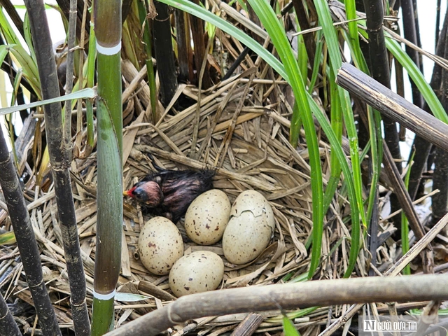 L&atilde;o n&ocirc;ng tr&ecirc;n ph&aacute; Hạc Hải &ndash; B&agrave;i 1: "Trả nợ" chim trời - Ảnh 6.