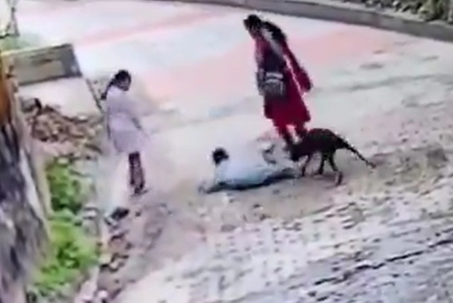 Đang đi bộ cùng mẹ, bé trai bị chó hoang tấn công - Ảnh 1.