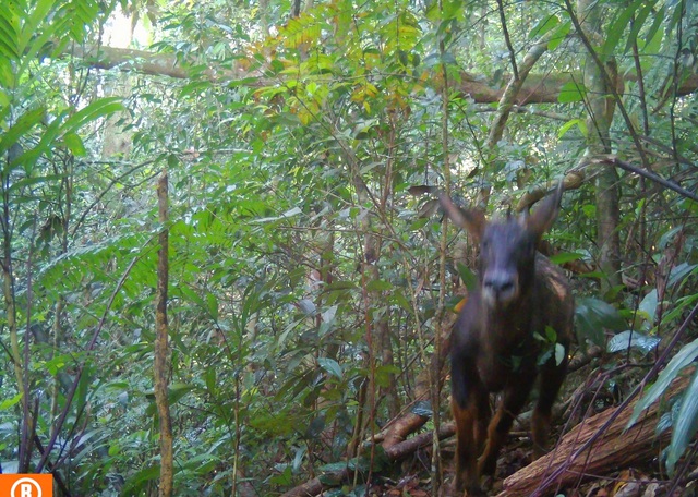 Quần thể gấu ngựa tại Khu BTTN P&ugrave; Hu v&agrave; c&ocirc;ng t&aacute;c bảo vệ trước sự săn l&ugrave;ng của con người - Ảnh 3.