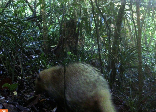 Quần thể gấu ngựa tại Khu BTTN P&ugrave; Hu v&agrave; c&ocirc;ng t&aacute;c bảo vệ trước sự săn l&ugrave;ng của con người - Ảnh 4.