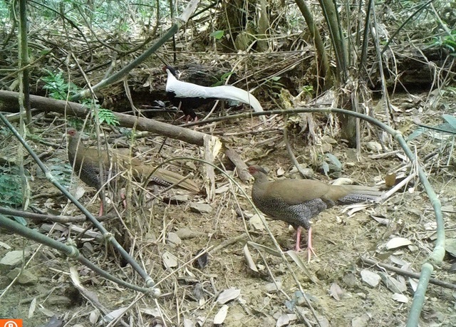 Quần thể gấu ngựa tại Khu BTTN P&ugrave; Hu v&agrave; c&ocirc;ng t&aacute;c bảo vệ trước sự săn l&ugrave;ng của con người - Ảnh 5.