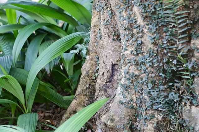 Chi&ecirc;m ngưỡng c&acirc;y vải cổ gần 300 năm &ldquo;lưu giữ&rdquo; cuộc đời đại danh y Hải thượng L&atilde;n &Ocirc;ng  - Ảnh 4.