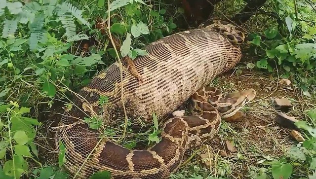 Đi chăn gia s&uacute;c, người d&acirc;n bắt gặp cảnh tượng nổi da g&agrave; - Ảnh 1.