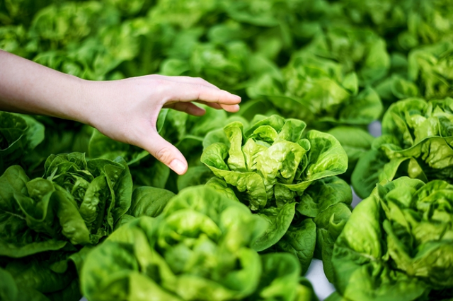 Việt Nam c&oacute; loại rau được ca ngợi "tốt bậc nhất thế giới", hễ ra chợ l&agrave; thấy - Ảnh 1.