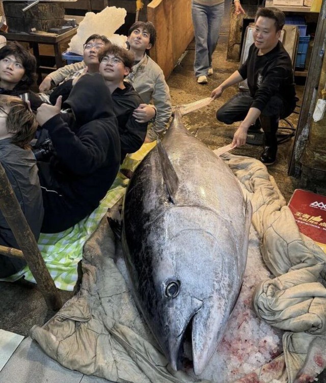 Ngư d&acirc;n bắt được con c&aacute; ngừ khổng lồ d&agrave;i 2,37 m&eacute;t, nặng 280kg - Ảnh 2.