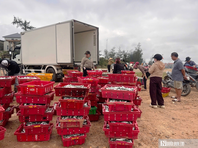 Rộn r&agrave;ng cảnh mua b&aacute;n &ldquo;lộc biển&rdquo; ngay tại bờ sau một đ&ecirc;m đ&aacute;nh bắt - Ảnh 12.