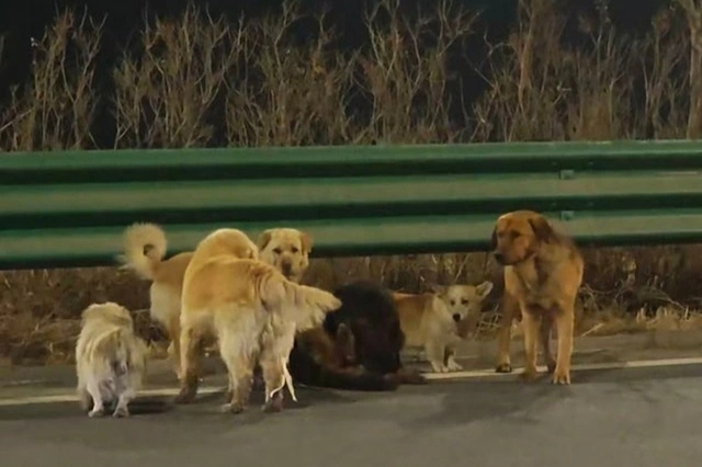 Bị bắt trộm, 7 ch&uacute; ch&oacute; trốn tho&aacute;t khỏi xe tải rồi vượt 17km về nh&agrave; - Ảnh 1.