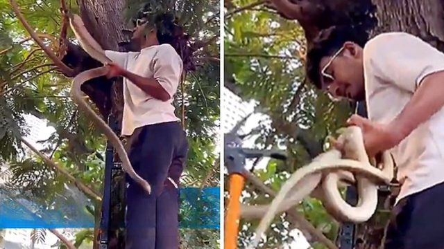 Nh&igrave;n l&ecirc;n c&acirc;y, người d&acirc;n bắt gặp cảnh tượng đ&aacute;ng sợ - Ảnh 1.