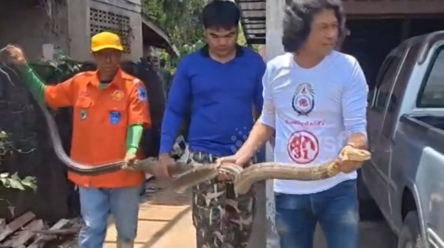 Bắt sống rắn hổ mang ch&uacute;a d&agrave;i 4 m&eacute;t ẩn nấp sau nh&agrave; d&acirc;n - Ảnh 1.